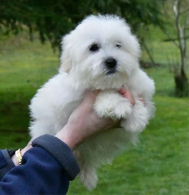 Les chiots de Coton de Tulear