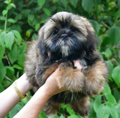 Les chiots de Lhassa Apso