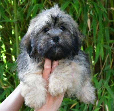 Les chiots de Lhassa Apso