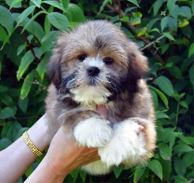 Les chiots de Lhassa Apso