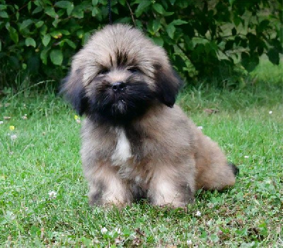 Les chiots de Lhassa Apso