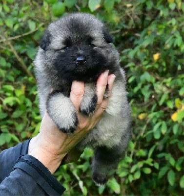 Les chiots de Spitz allemand