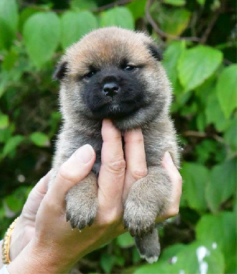 Les chiots de Shiba