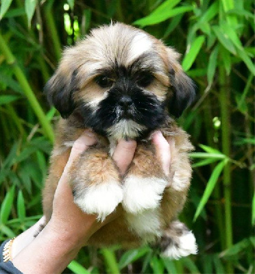 Les chiots de Lhassa Apso