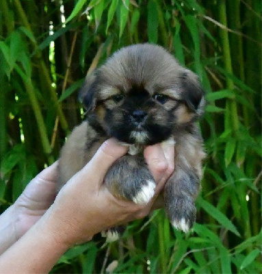 Les chiots de Lhassa Apso