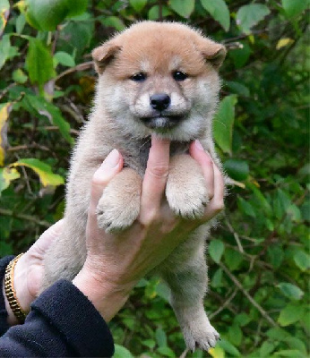 Les chiots de Shiba