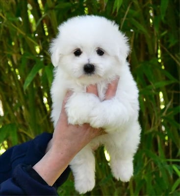 Les chiots de Coton de Tulear