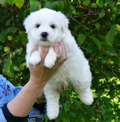 Les chiots de Coton de Tulear