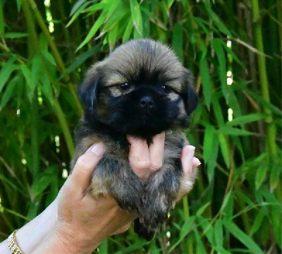 Les chiots de Lhassa Apso