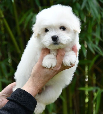 Les chiots de Coton de Tulear