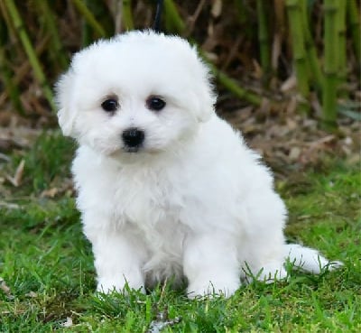 Les chiots de Coton de Tulear