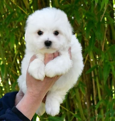 Les chiots de Coton de Tulear