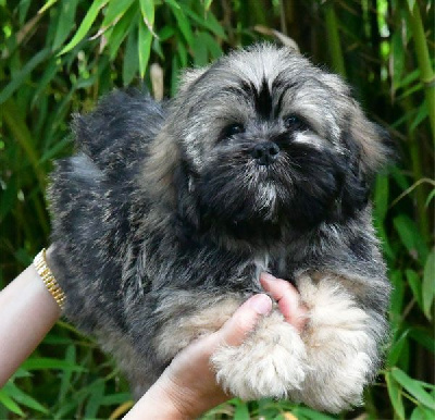 Les chiots de Lhassa Apso