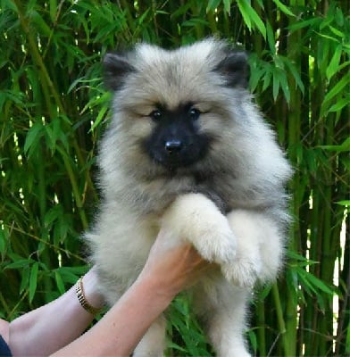 Les chiots de Spitz allemand