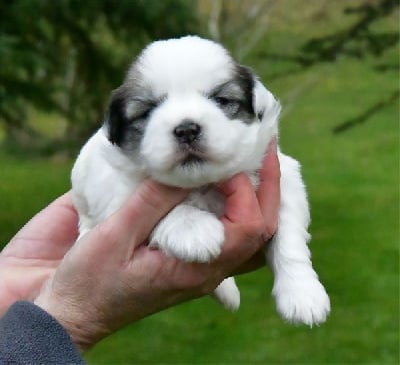 Les chiots de Coton de Tulear