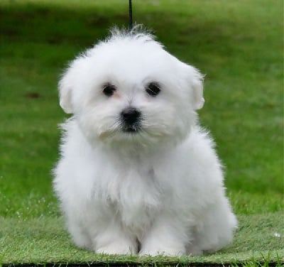 Les chiots de Coton de Tulear