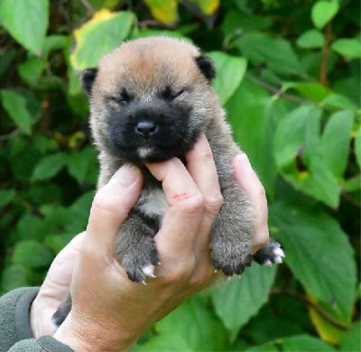 Les chiots de Shiba