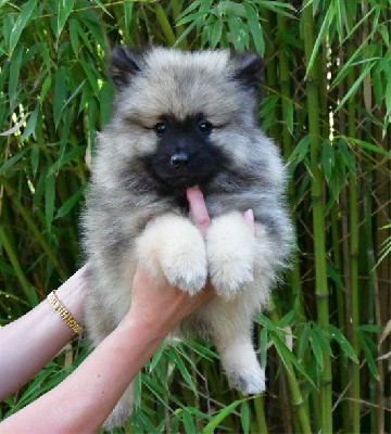 Les chiots de Spitz allemand