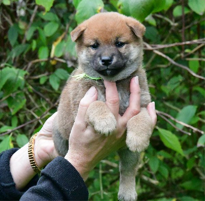 Les chiots de Shiba