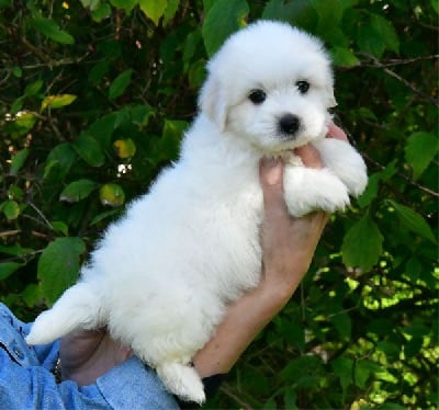 CHIOT 1 - Coton de Tulear