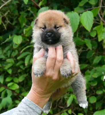 Les chiots de Shiba