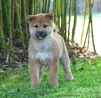 Les chiots de Shiba