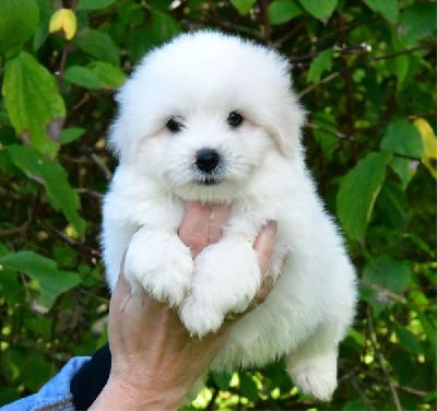 Les chiots de Coton de Tulear