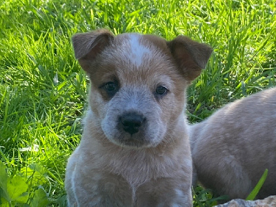 Les chiots de Bouvier australien