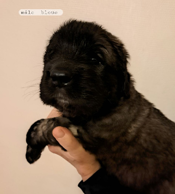 Les chiots de Leonberger