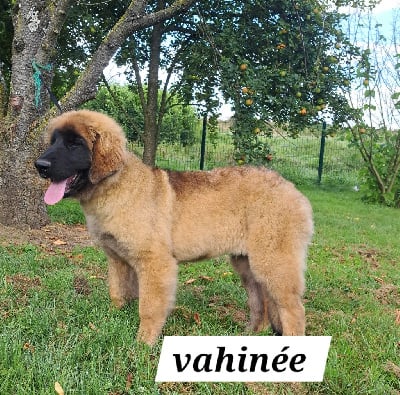 Les chiots de Leonberger