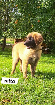 Les chiots de Leonberger