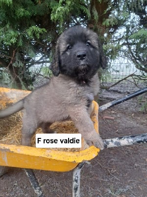 Les chiots de Leonberger