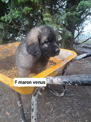 Les chiots de Leonberger