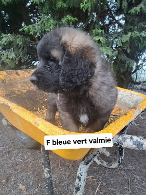 Les chiots de Leonberger