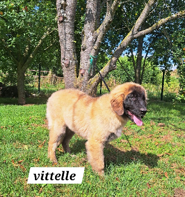 Les chiots de Leonberger