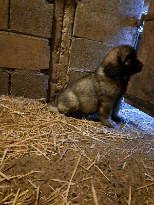 Les chiots de Leonberger