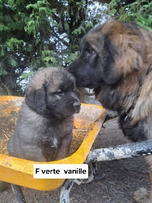 Les chiots de Leonberger