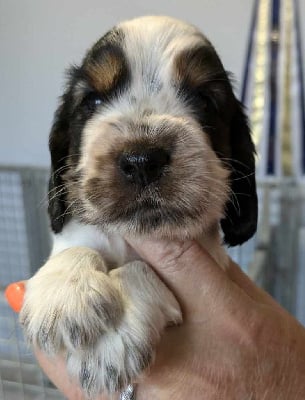 Les chiots de Cocker Spaniel Anglais