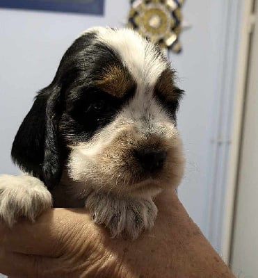 Les chiots de Cocker Spaniel Anglais