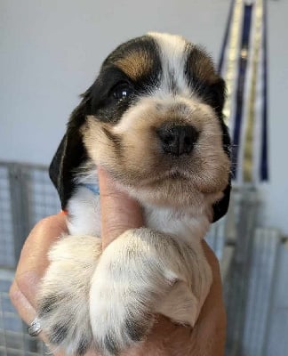 Mâle bleu tricolore - Cocker Spaniel Anglais