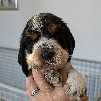 Femelle 4 jaune tricolore - Cocker Spaniel Anglais