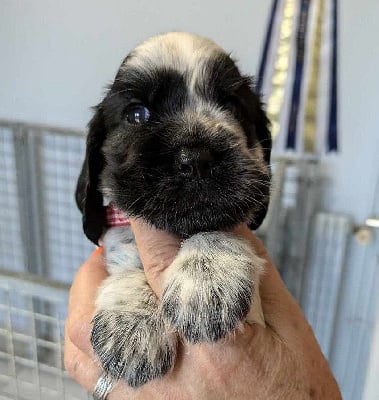 Les chiots de Cocker Spaniel Anglais