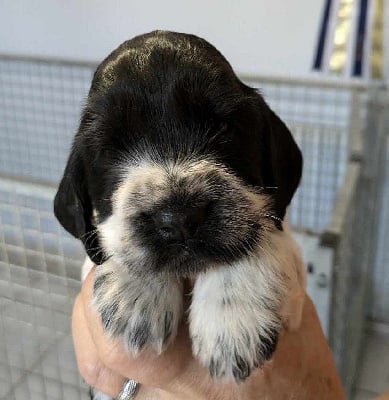 Les chiots de Cocker Spaniel Anglais