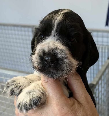 Les chiots de Cocker Spaniel Anglais