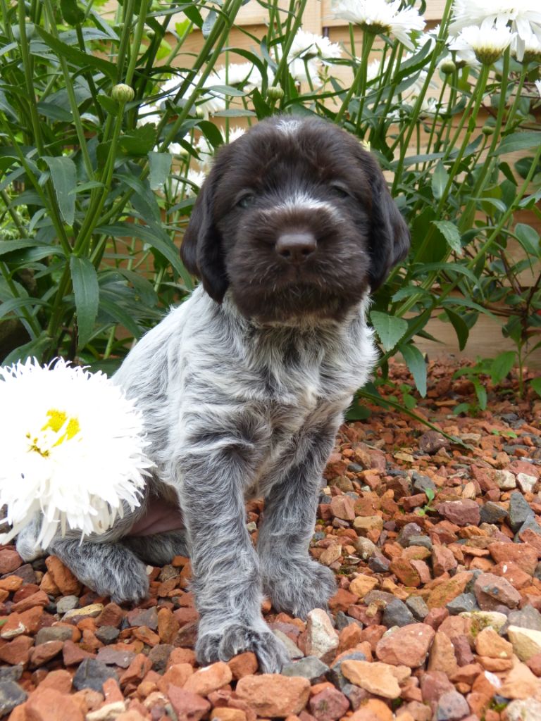 CHIOT 1 - Griffon d'arrêt à poil dur Korthals