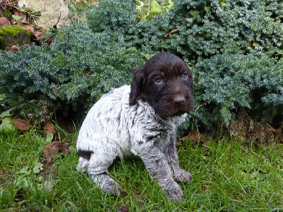 Les chiots de Griffon d'arrêt à poil dur Korthals