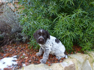 CHIOT 4 - Griffon d'arrêt à poil dur Korthals