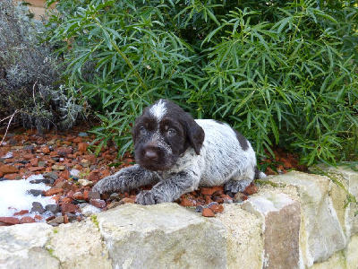 Les chiots de Griffon d'arrêt à poil dur Korthals