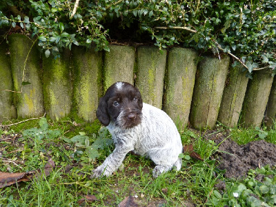 Les chiots de Griffon d'arrêt à poil dur Korthals