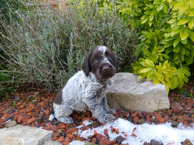 Les chiots de Griffon d'arrêt à poil dur Korthals